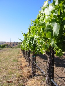 more grapes