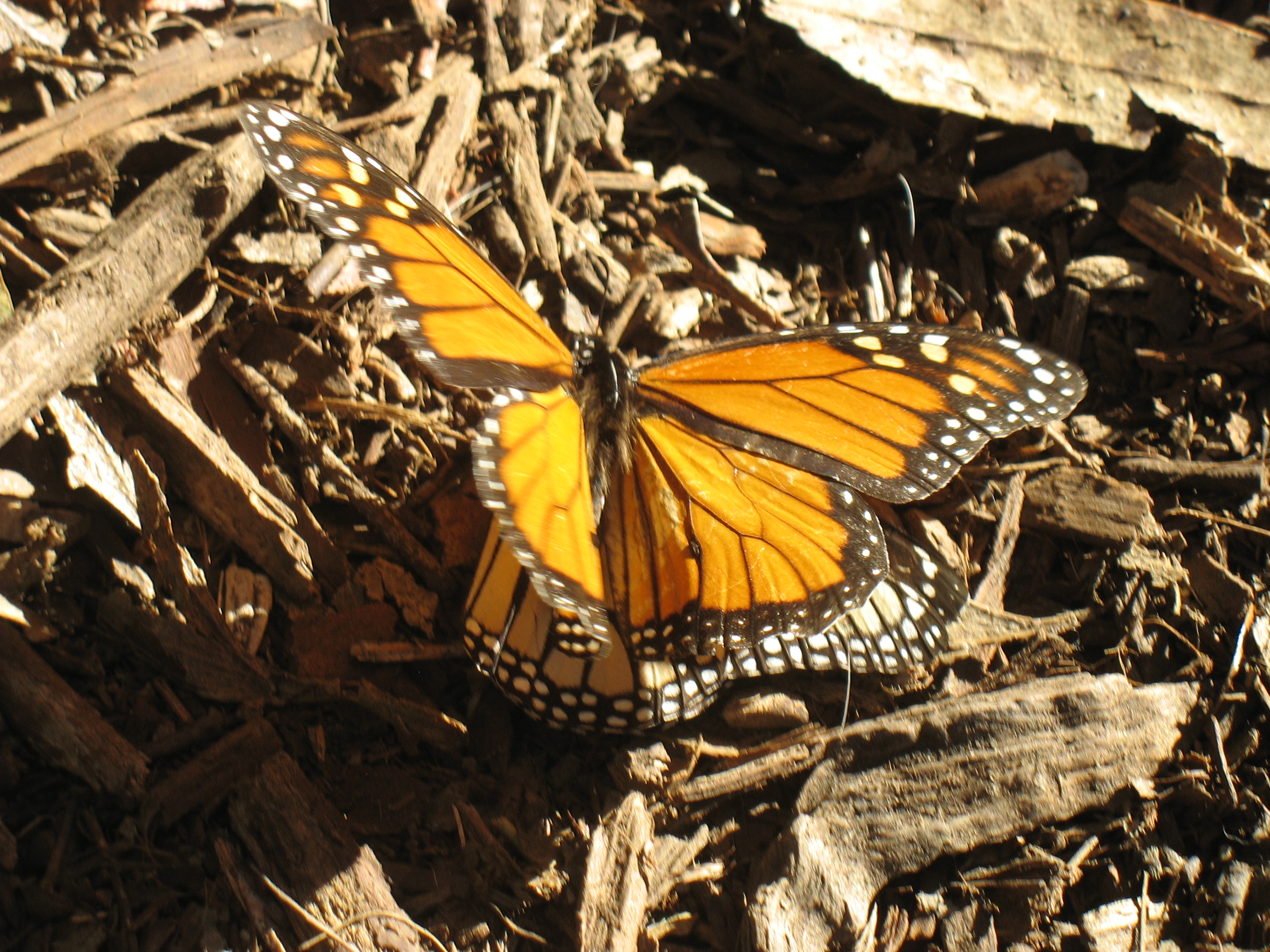 Preserves & Properties You Can Visit The Land Trust for Santa Barbara County