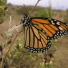 Monarch