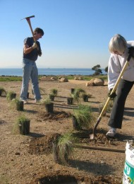 Carpinteria bluffs planting