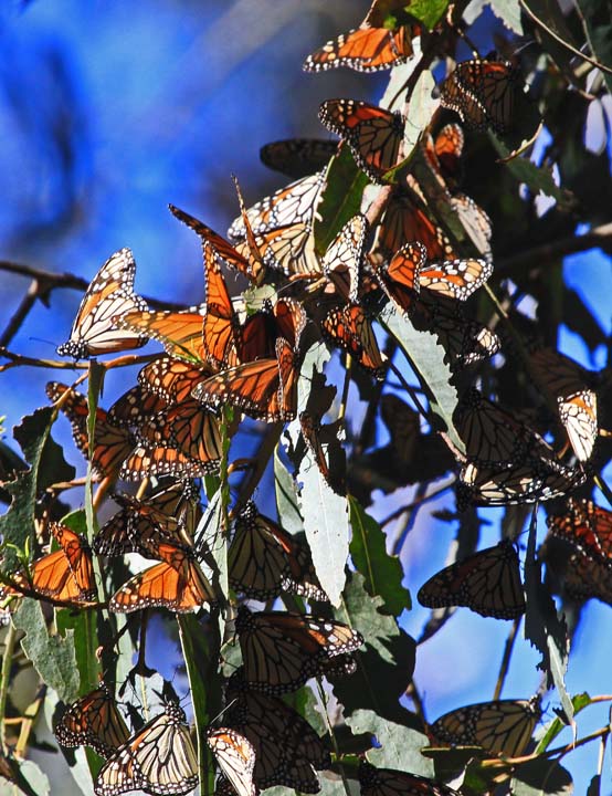 Monarchs 1x Jan 2013