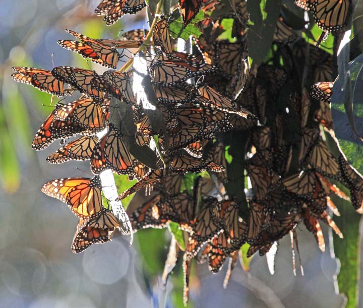 Monarchs 3x