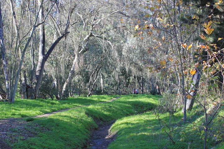 Trail through the woods x Jan 2013