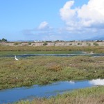 Carpinteria Wetlands
