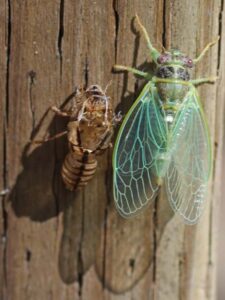 Cicada just emerged x