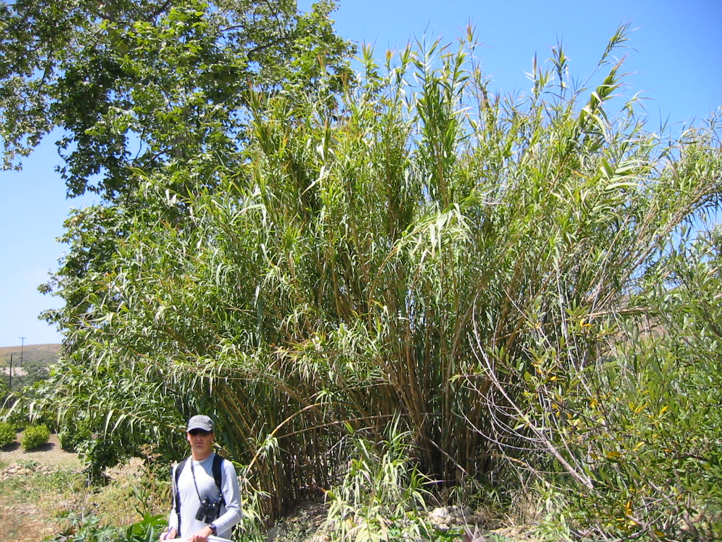 Arundo donax in Refugio Creek