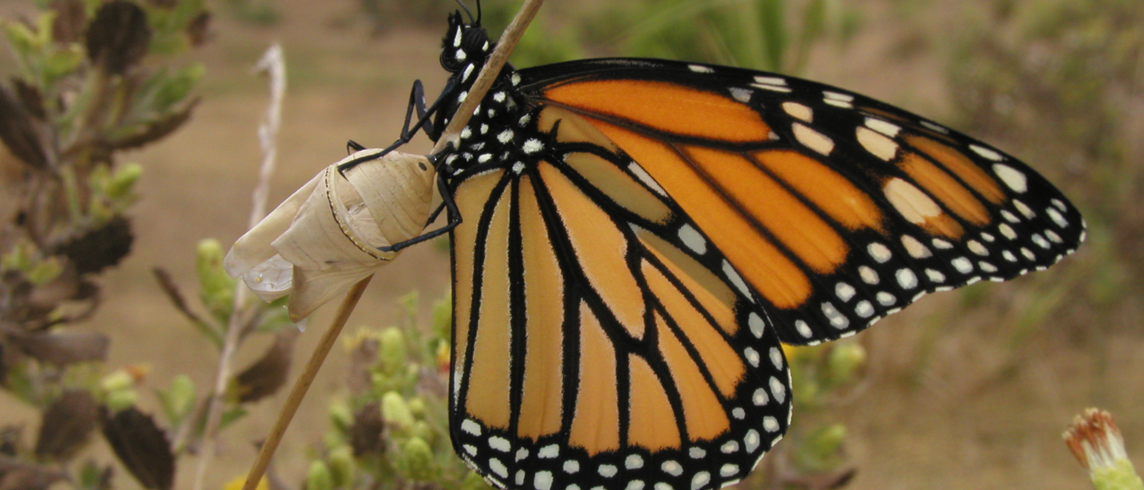 Coronado Butterfly Preserve The Land Trust for Santa Barbara County