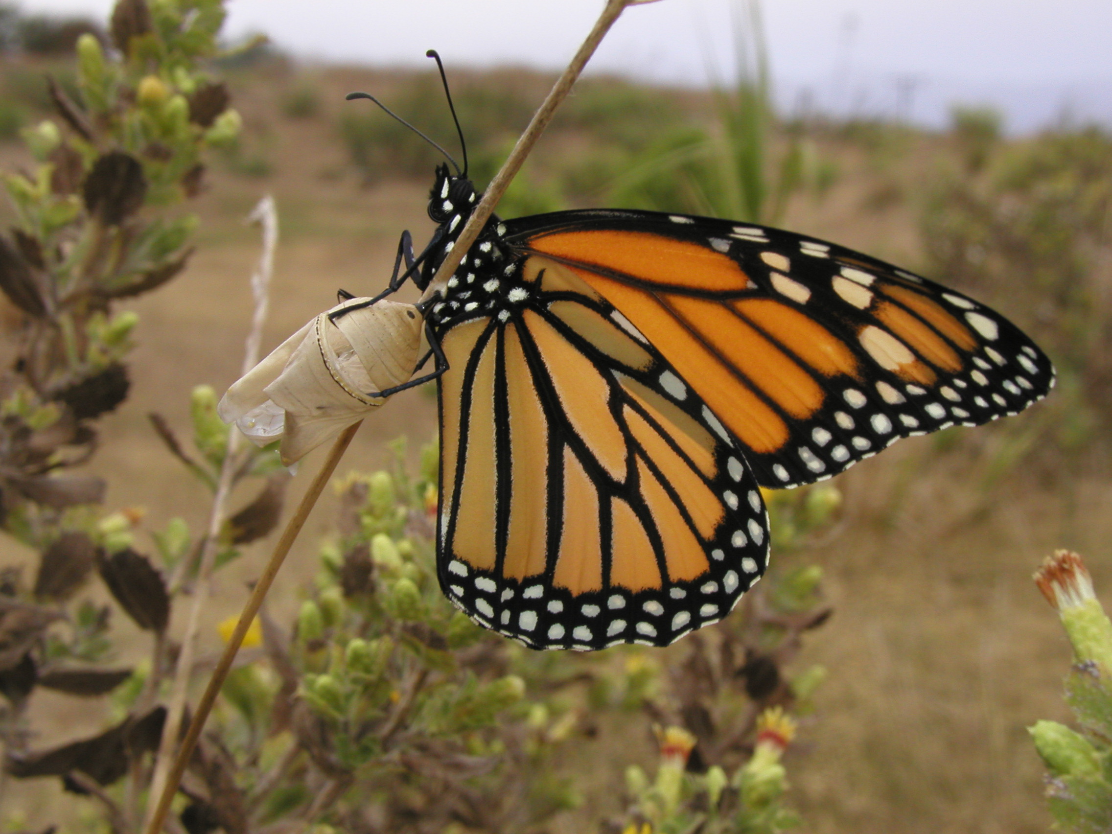Butterfly Preserve, Goleta California