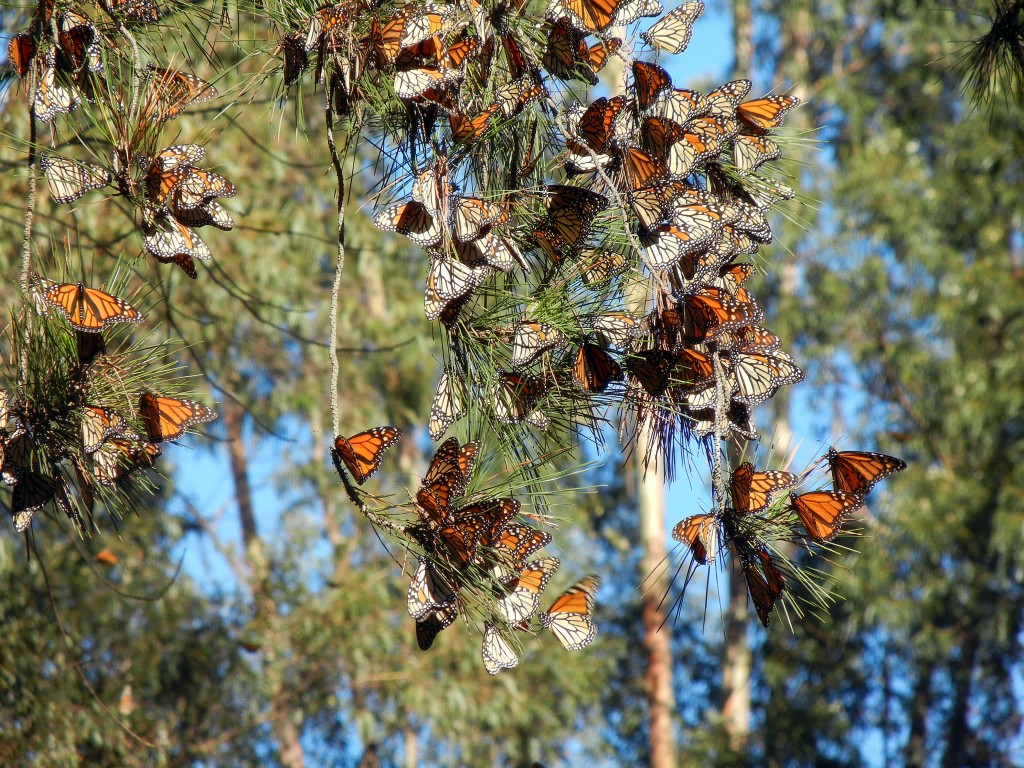 Coronado Butterfly Preserve The Land Trust for Santa Barbara County